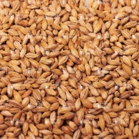 Castle Malting Cara Gold 120