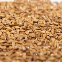 Castle Malting Melano