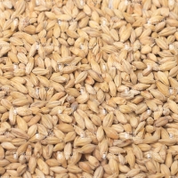 Castle Malting Cara Blond