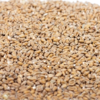 Chateau Castle Malting Wheat (пшеничный)
