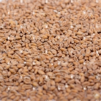 Soufflet Wheat